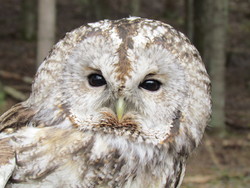 Inkilas naminei pelėdai ( Strix aluco )