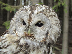 Inkilas naminei pelėdai ( Strix aluco )