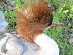 Inkilas didžiajam dančiasnapiui ( Mergus merganser )