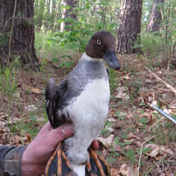 Inkilas klykuolei ( Bucephala clangula )