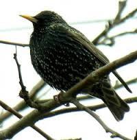 Inkilas paprastajam varnėnui ( Strurnus vulgaris )