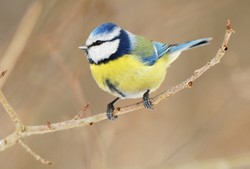 Inkilas mėlynajai zylei ( Parus caeruleus )