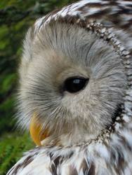 Inkilas uralinei pelėdai ( Strix uralensis )