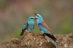 Inkilas žalvarniui ( Coracias garrulus)