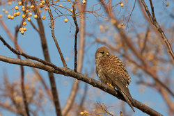 Inkilas paprastam pelėsakaliui ( Falco tinnunculus )