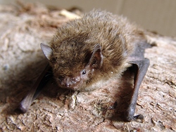 Inkilas šikšnosparniui-Natuzijaus šikšniukui(Pipistrellus nathusii)