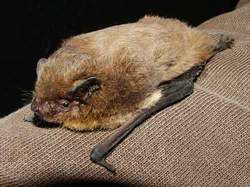 Inkilas šikšnosparniui-Natuzijaus šikšniukui(Pipistrellus nathusii)
