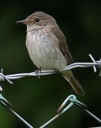 Inkilas pilkajai musinukei ( Muscicapa striata )