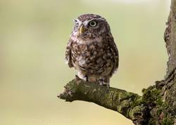 Inkilas pelėdikei (Athene noctua) arba kukučiui (Upupa epops)