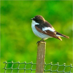Inkilas margasparnei musinukei ( Ficedula Hypoleuca )