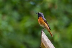 Inkilas paprastajai raudonuodegei (Phoenicurus phoenicurus)