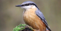 Inkilas bukučiui (Sitta europaea)