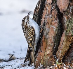 Inkilas lipučiui ( Certhia familiaris )