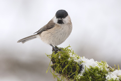 Inkilas paprastajai pilkajai zylei(Parus palustris)
