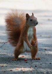 Inkilas paprastajai voverei ( Sciurus vulgaris)